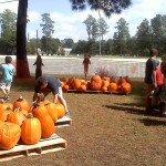 pumpkins6